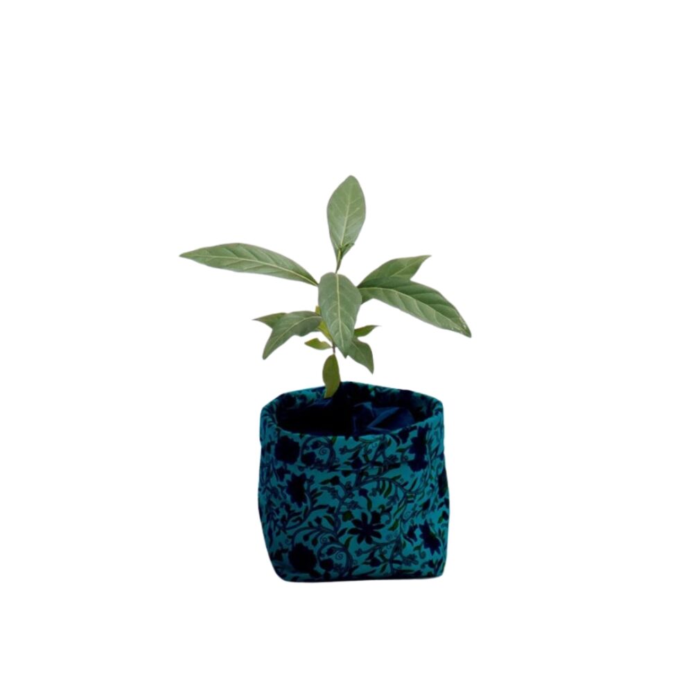 Coprivaso Sylvia - Image 3